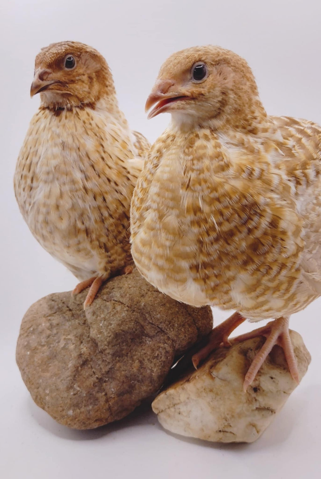 Silver Creek Farms - Homesteader Meat Maker hatching eggs - Premium Fertile Quail Eggs for Hatching and Homesteading