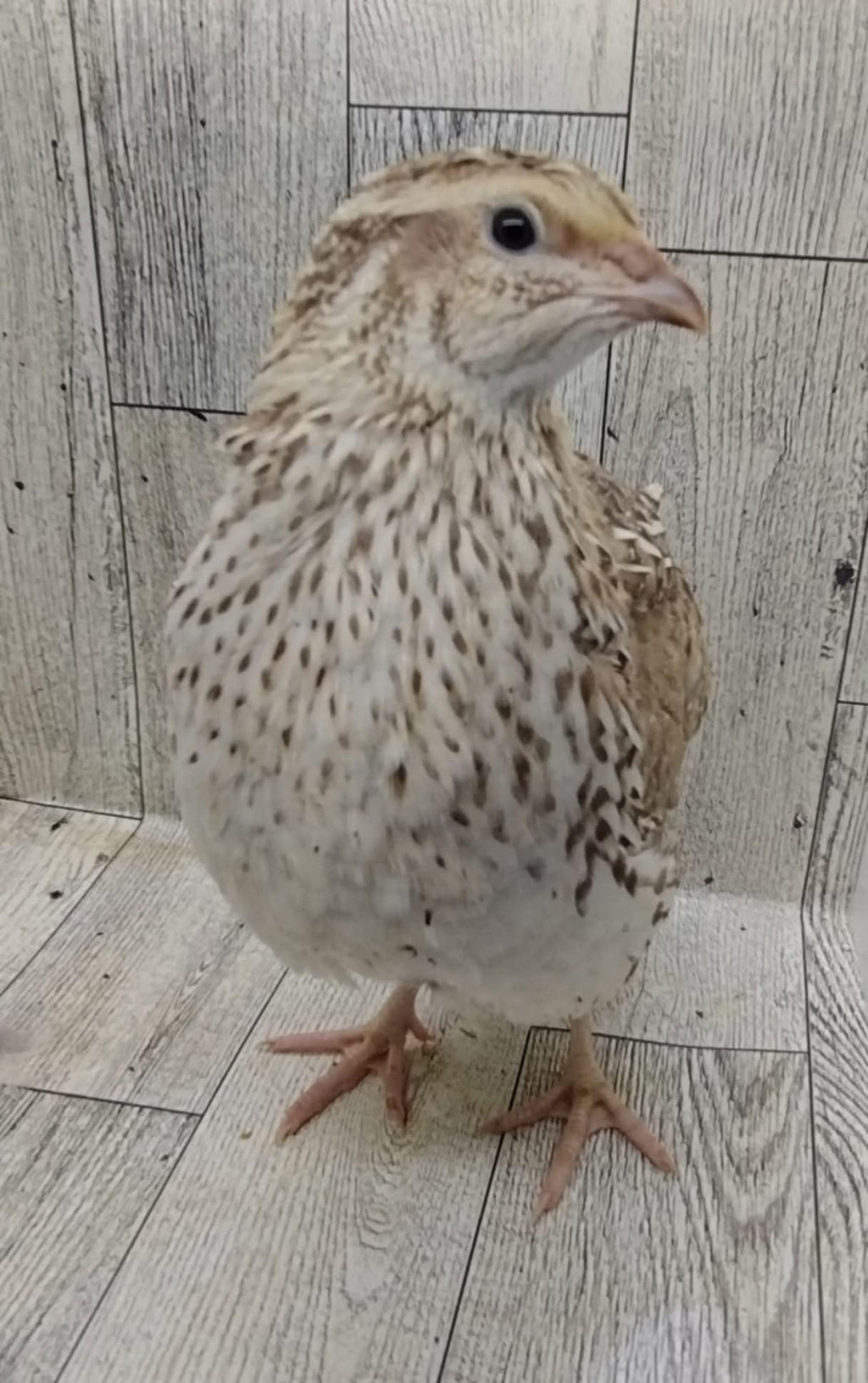 Egyptian Fee hatching eggs