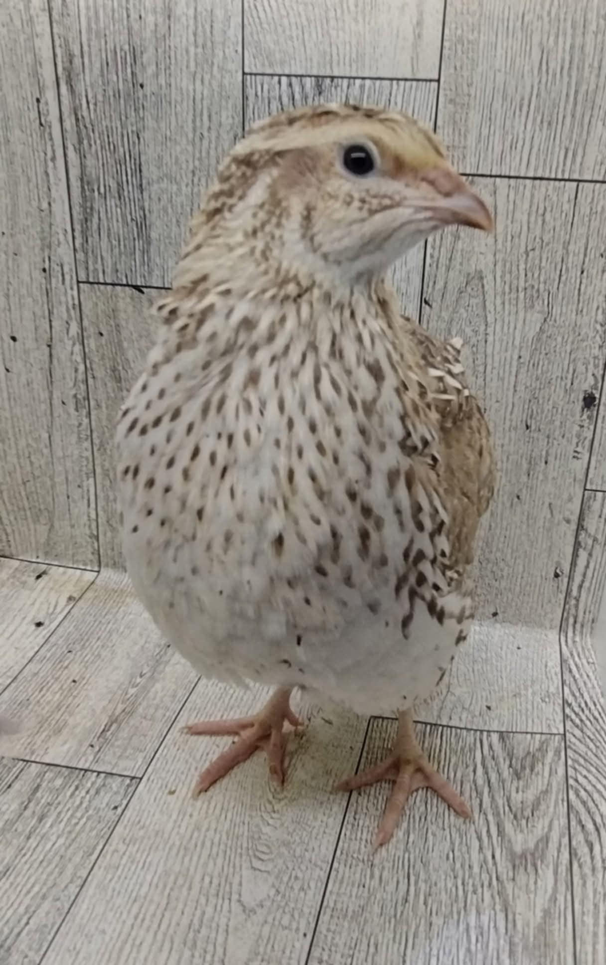 Silver Creek Farms - Hens Choice Special hatching eggs - Premium Fertile Quail Eggs for Hatching and Homesteading