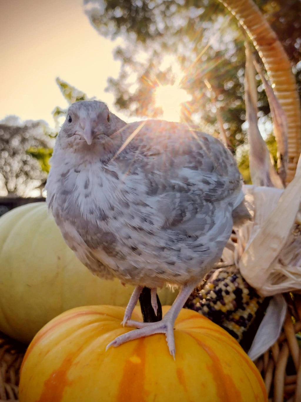 Silver Creek Farms - Shades of Gray Collection Hatching Eggs - Premium Fertile Quail Eggs for Hatching and Homesteading