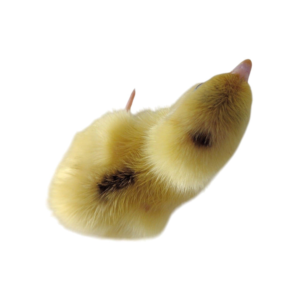 Silver Creek Farms - White Celadons hatching eggs - Premium Fertile Quail Eggs for Hatching and Homesteading