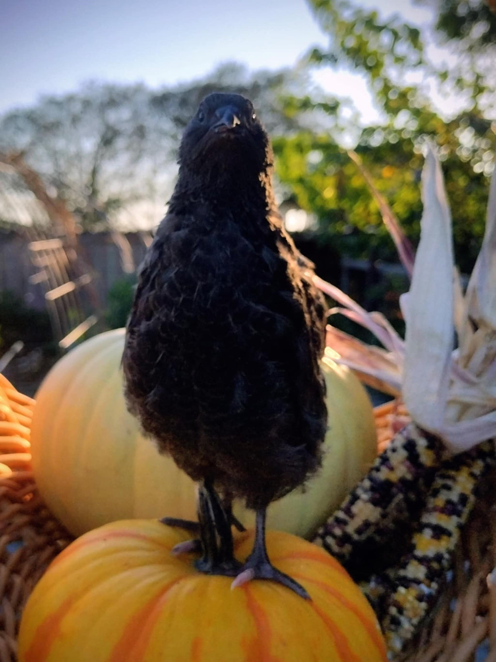 Black and Banded Black Coturnix Hatching Eggs