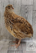Feather Sexable Jumbo Mix- Wild, Italian and Egyptian Hatching Eggs
