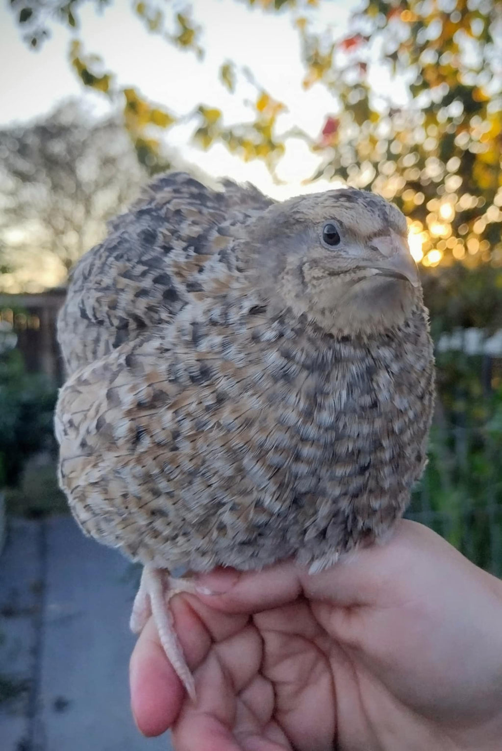 Silver Creek Farms - Shades of Gray Collection Hatching Eggs - Premium Fertile Quail Eggs for Hatching and Homesteading