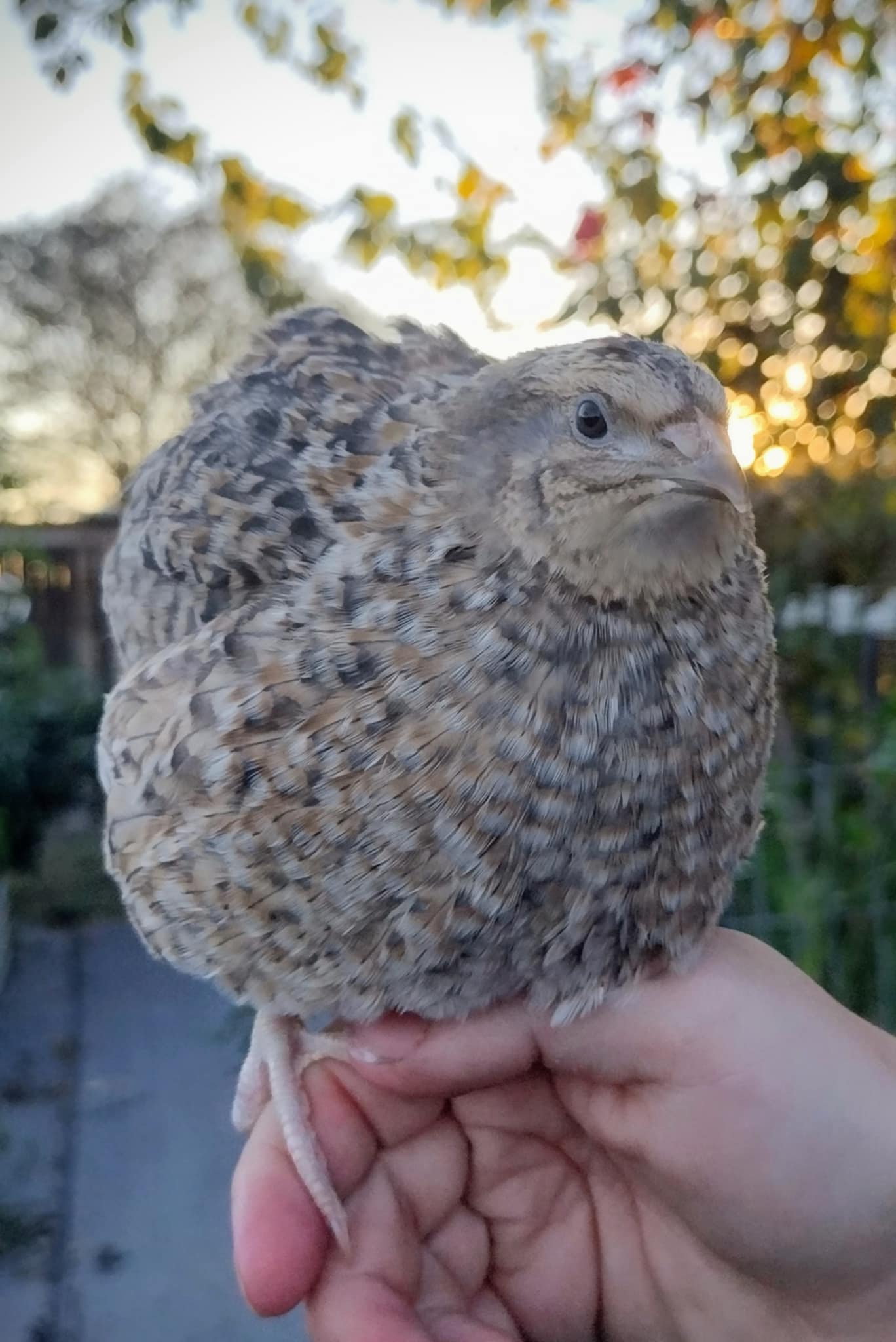 Silver Creek Farms - Shades of Gray Collection Hatching Eggs - Premium Fertile Quail Eggs for Hatching and Homesteading