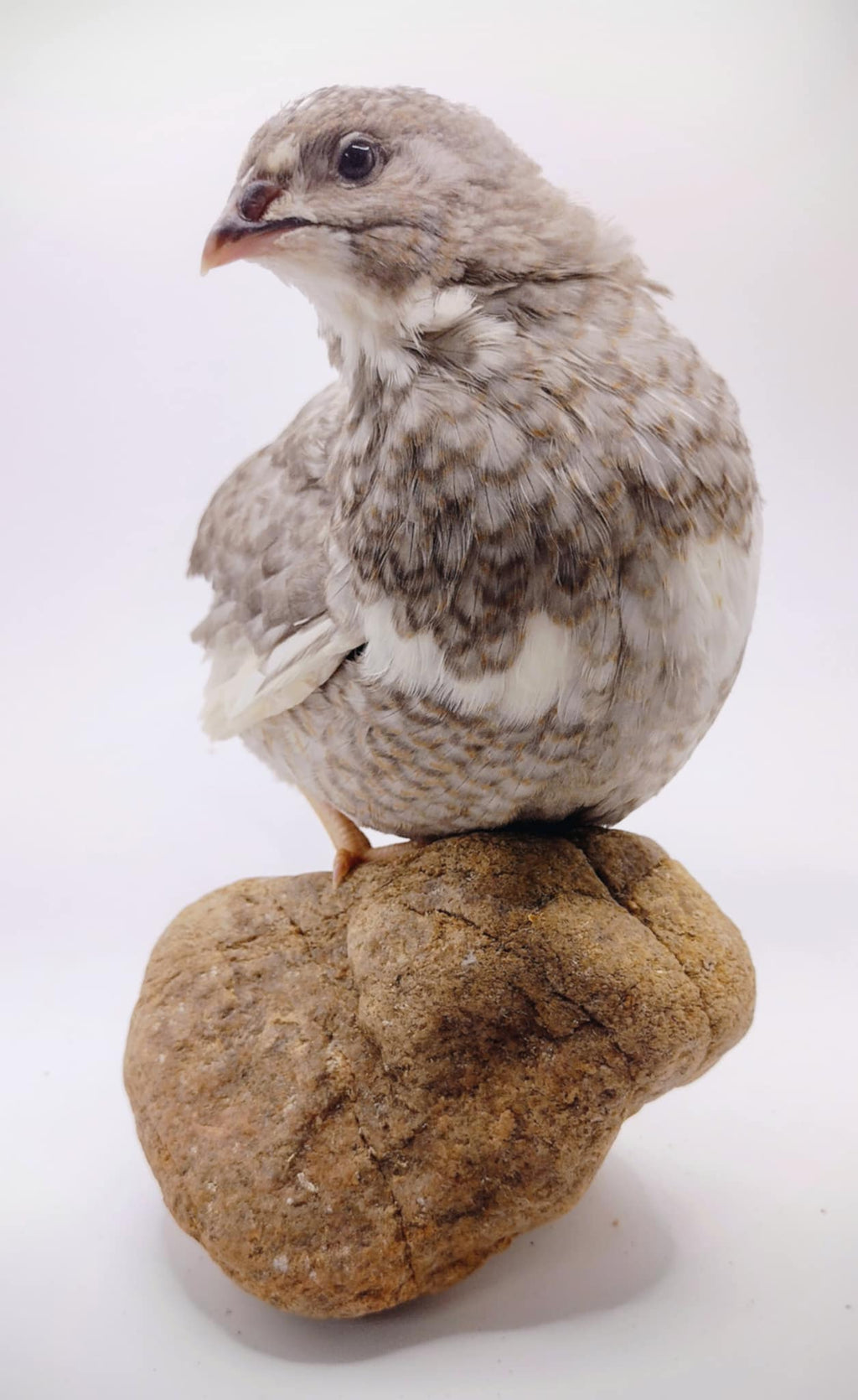 Silver Creek Farms - Shades of Gray Collection Hatching Eggs - Premium Fertile Quail Eggs for Hatching and Homesteading