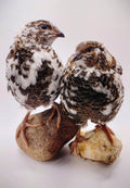 Silver Creek Farms - Jumbo Progressive Pied- Extended Brown Hatching Eggs - Premium Fertile Quail Eggs for Hatching and Homesteading