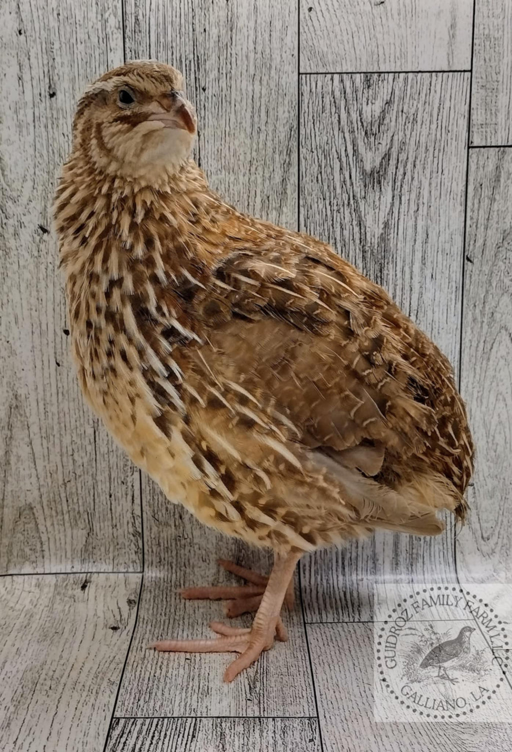 Silver Creek Farms - Feather Sexable Jumbo Mix- Wild, Italian and Egyptian Hatching Eggs - Premium Fertile Quail Eggs for Hatching and Homesteading