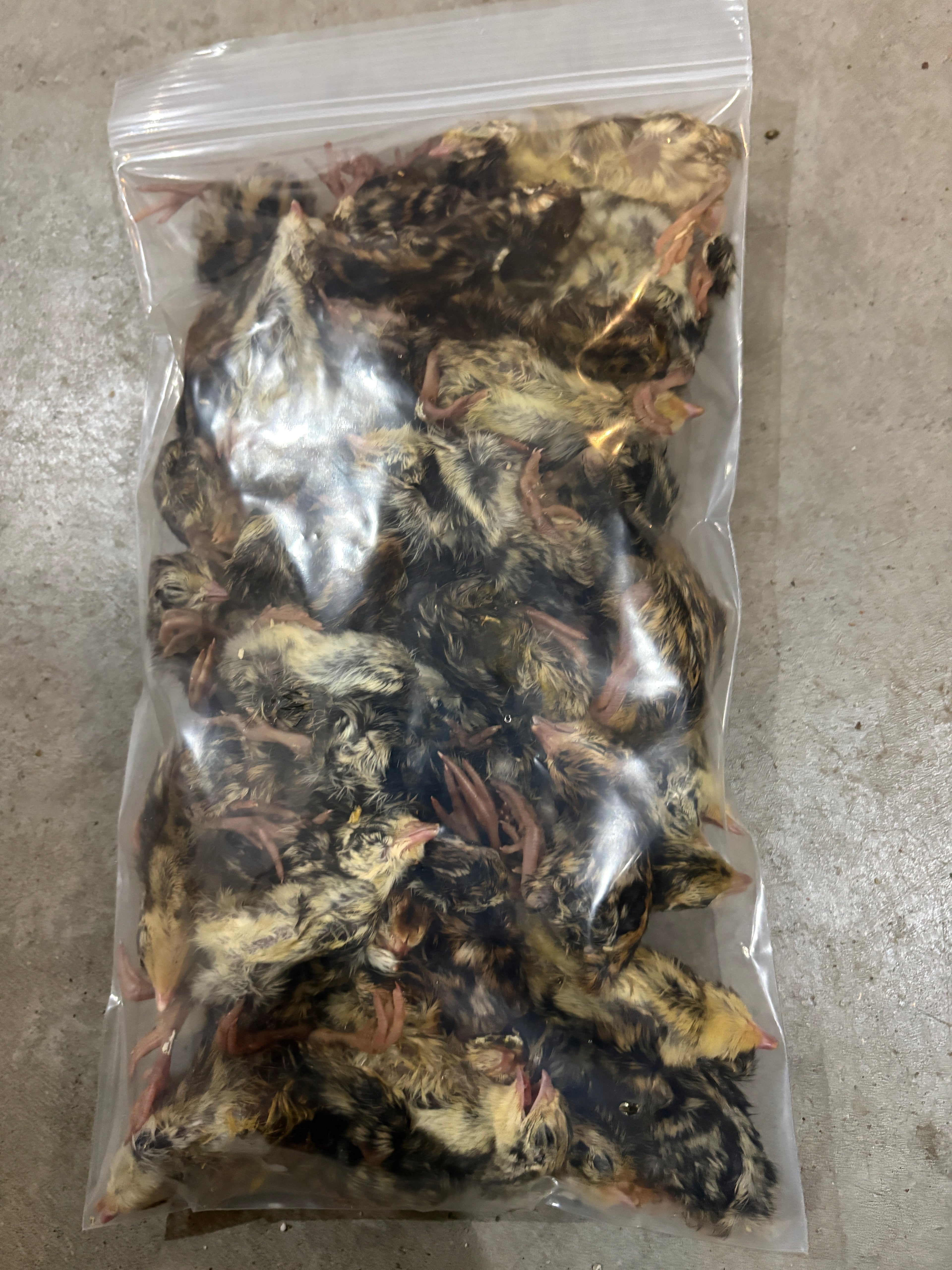 Day Old Quail Chick Feeders