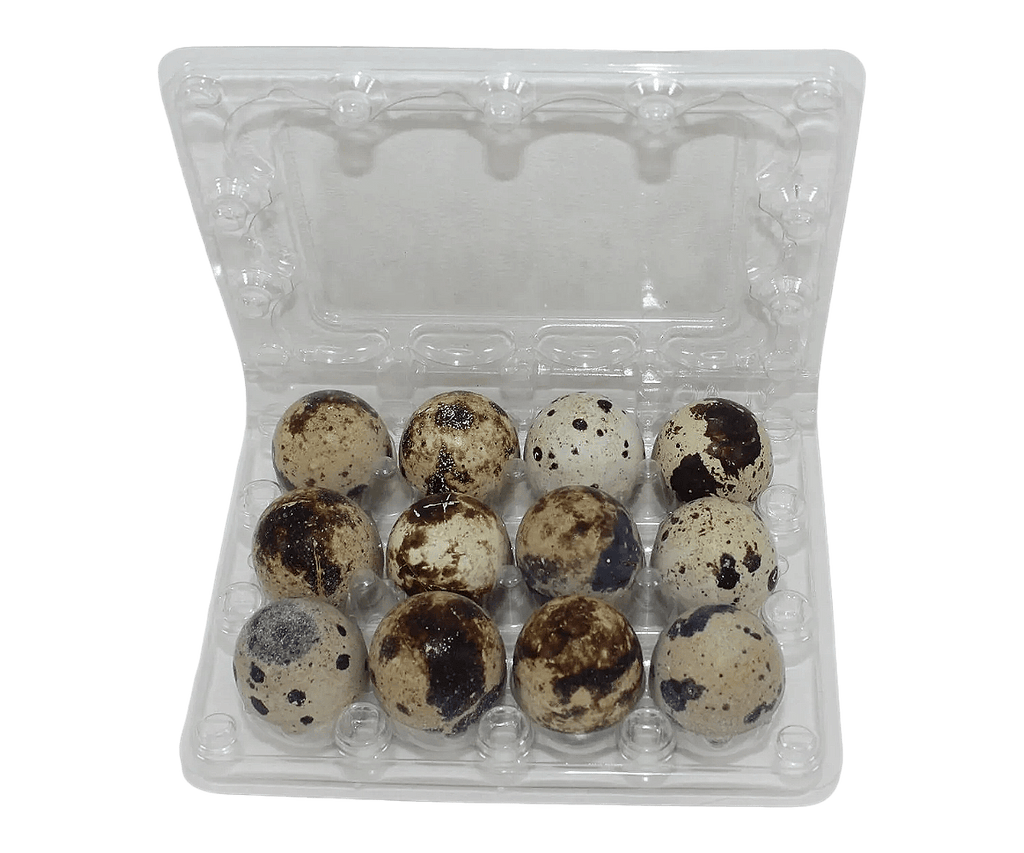 Silver Creek Farms - 12-cell Jumbo Quail Egg Cartons (3x4) - Premium Equipment for Hatching and Homesteading