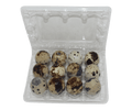 Silver Creek Farms - 12-cell Jumbo Quail Egg Cartons (3x4) - Premium Equipment for Hatching and Homesteading