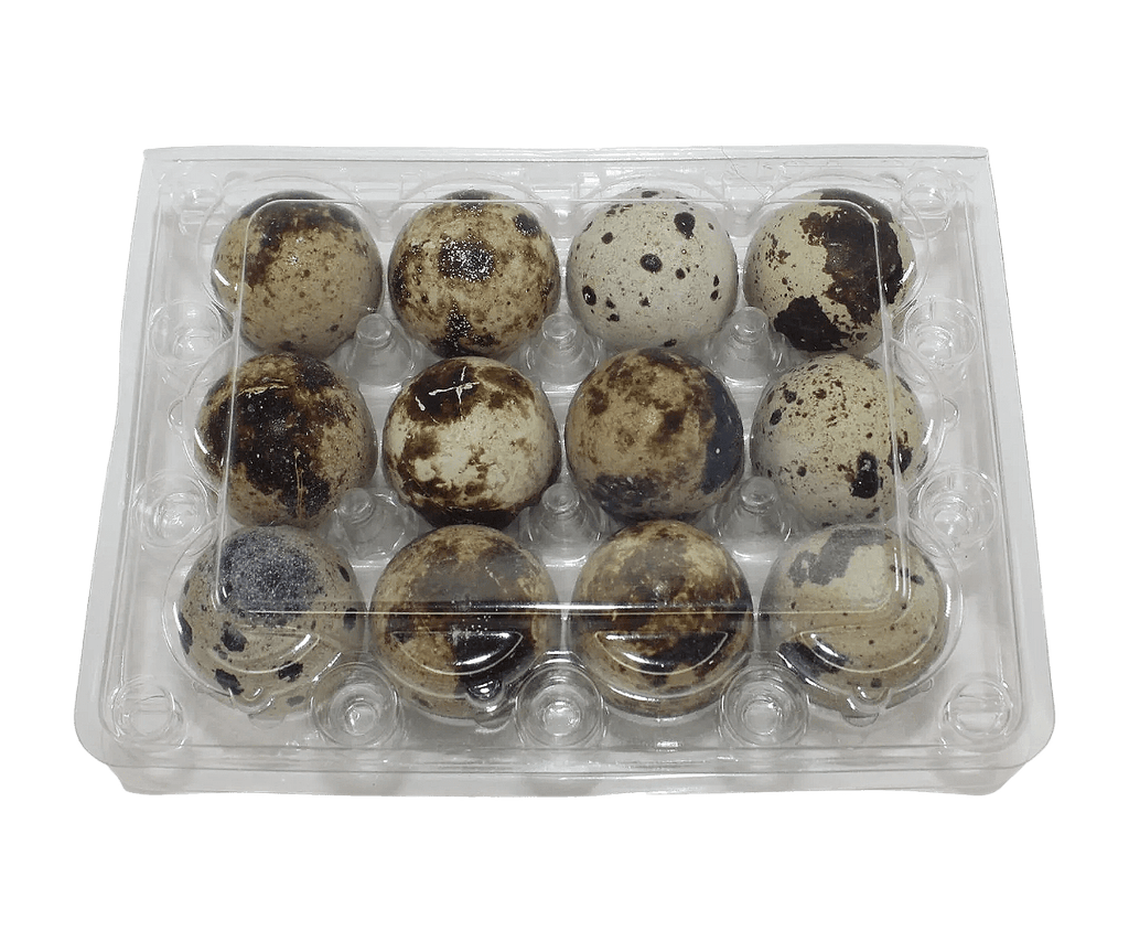 Silver Creek Farms - 12-cell Jumbo Quail Egg Cartons (3x4) - Premium Equipment for Hatching and Homesteading