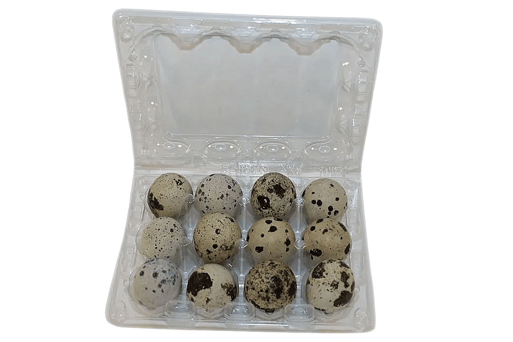 Silver Creek Farms - 12-cell Large Jumbo Quail/Pigeon Egg Cartons (3x4) - Premium Equipment for Hatching and Homesteading