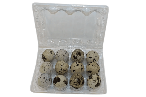 Silver Creek Farms - 12-cell Large Jumbo Quail/Pigeon Egg Cartons (3x4) - Premium Equipment for Hatching and Homesteading