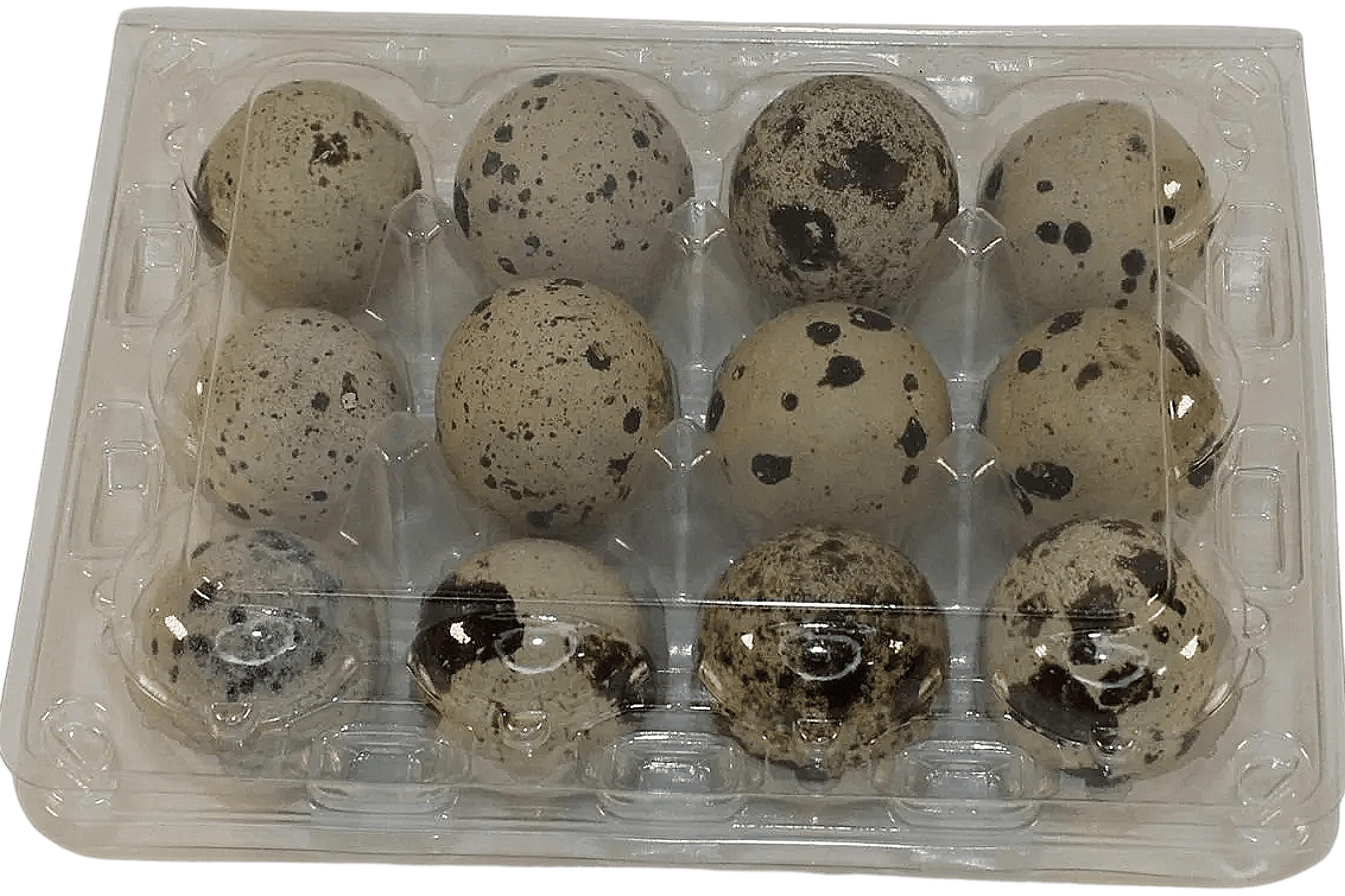 Silver Creek Farms - 12-cell Large Jumbo Quail/Pigeon Egg Cartons (3x4) - Premium Equipment for Hatching and Homesteading
