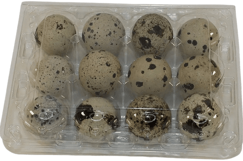 Silver Creek Farms - 12-cell Large Jumbo Quail/Pigeon Egg Cartons (3x4) - Premium Equipment for Hatching and Homesteading