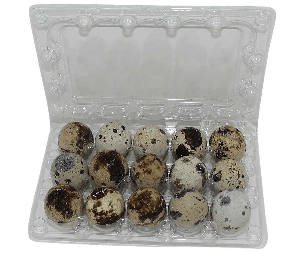 Silver Creek Farms - 15-cell Jumbo Quail Egg Cartons (3x5) - Premium Equipment for Hatching and Homesteading
