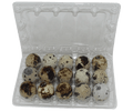 Silver Creek Farms - 15-cell Jumbo Quail Egg Cartons (3x5) - Premium Equipment for Hatching and Homesteading