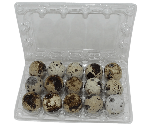 Silver Creek Farms - 15-cell Jumbo Quail Egg Cartons (3x5) - Premium Equipment for Hatching and Homesteading