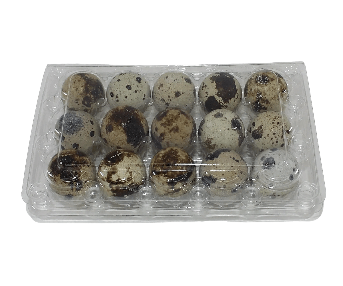 Silver Creek Farms - 15-cell Jumbo Quail Egg Cartons (3x5) - Premium Equipment for Hatching and Homesteading