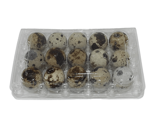 Silver Creek Farms - 15-cell Jumbo Quail Egg Cartons (3x5) - Premium Equipment for Hatching and Homesteading