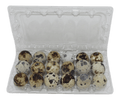 Silver Creek Farms - 18-cell Jumbo Quail Egg Cartons (3x6) - Premium Equipment for Hatching and Homesteading