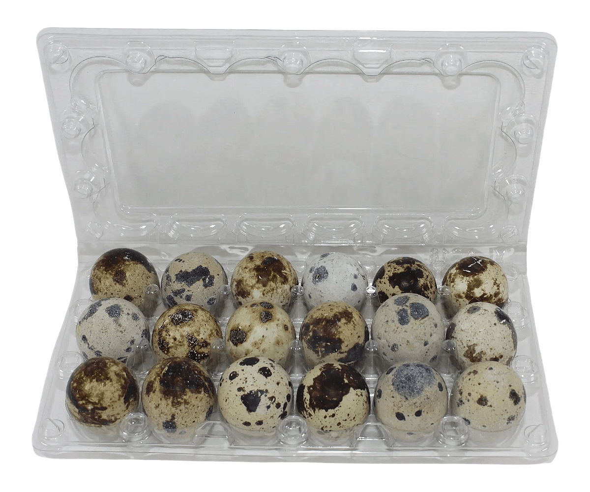 Silver Creek Farms - 18-cell Jumbo Quail Egg Cartons (3x6) - Premium Equipment for Hatching and Homesteading
