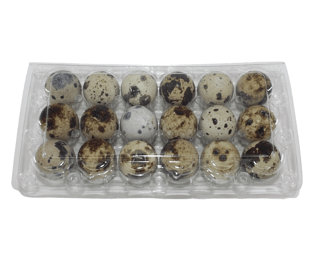 Silver Creek Farms - 18-cell Jumbo Quail Egg Cartons (3x6) - Premium Equipment for Hatching and Homesteading
