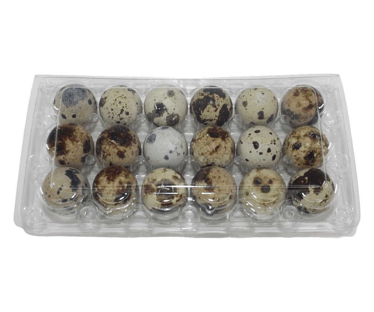 Silver Creek Farms - 18-cell Jumbo Quail Egg Cartons (3x6) - Premium Equipment for Hatching and Homesteading