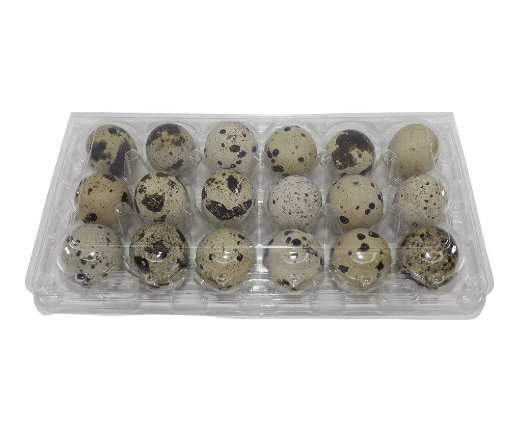 Silver Creek Farms - 18-cell Large Jumbo Quail/Pigeon Egg Cartons (3x6) - Premium Equipment for Hatching and Homesteading