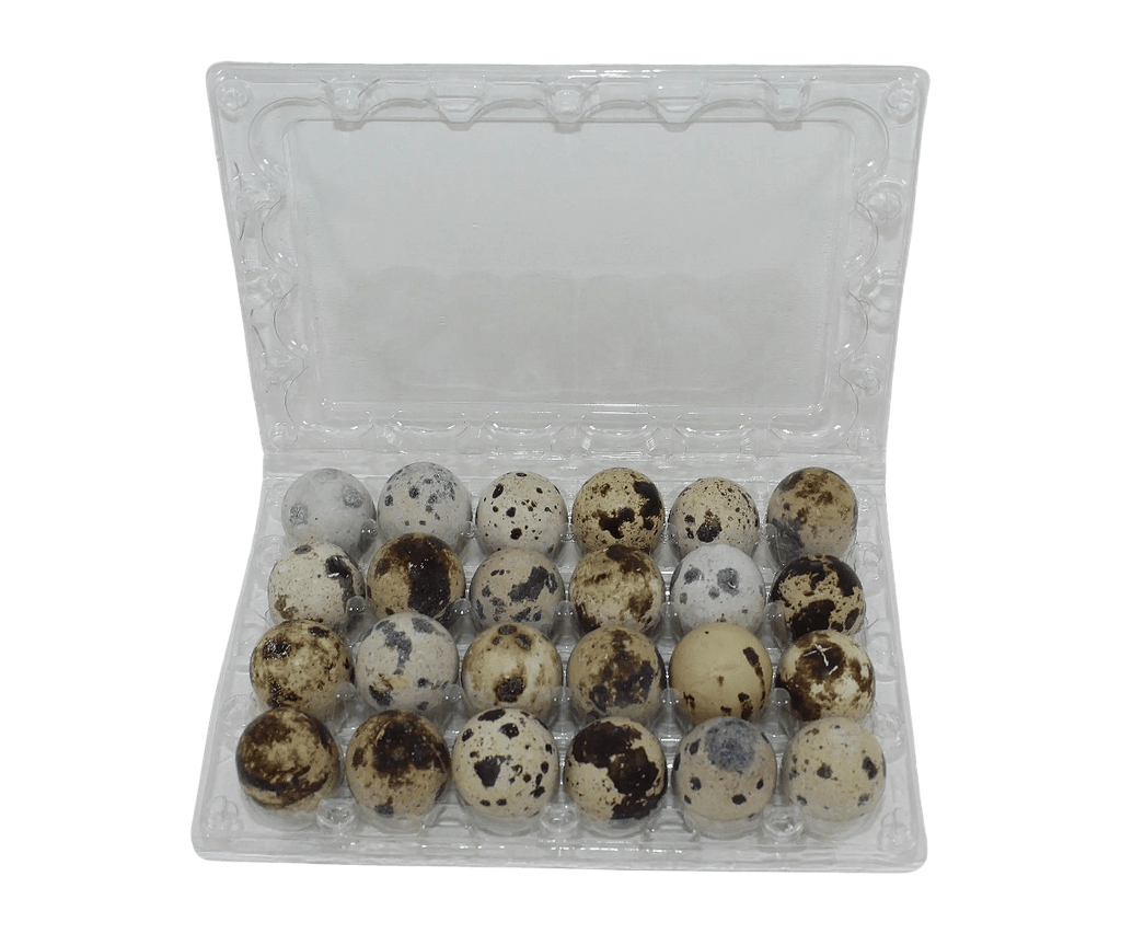 Silver Creek Farms - 24-cell Jumbo Quail Egg Cartons (4x6) - Premium Equipment for Hatching and Homesteading