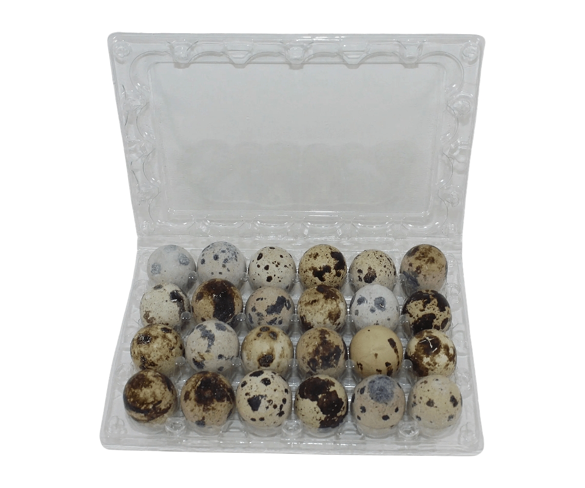 Silver Creek Farms - 24-cell Jumbo Quail Egg Cartons (4x6) - Premium Equipment for Hatching and Homesteading