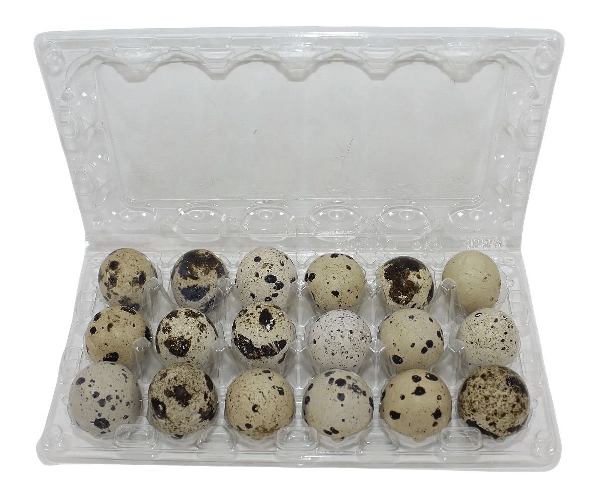 Silver Creek Farms - 24-cell Large Jumbo Quail/Pigeon Egg Cartons (4x6) - Premium Equipment for Hatching and Homesteading