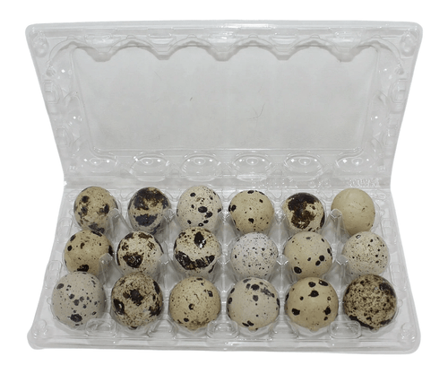 Silver Creek Farms - 24-cell Large Jumbo Quail/Pigeon Egg Cartons (4x6) - Premium Equipment for Hatching and Homesteading