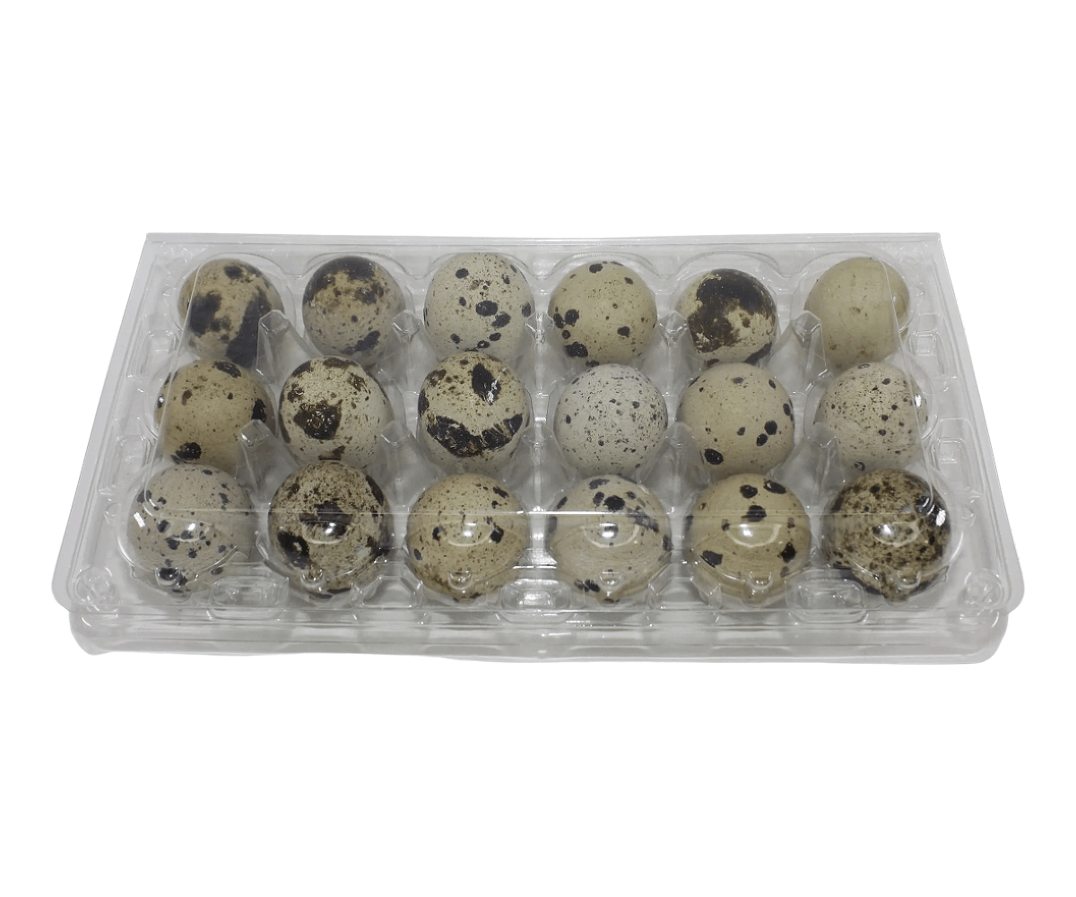 Silver Creek Farms - 24-cell Large Jumbo Quail/Pigeon Egg Cartons (4x6) - Premium Equipment for Hatching and Homesteading