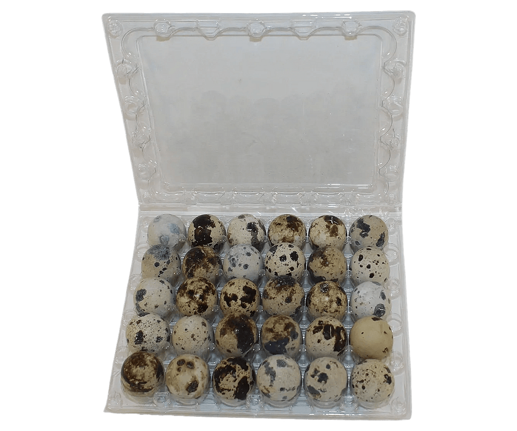 Silver Creek Farms - 30-cell Jumbo Quail Egg Cartons (5x6) - Premium Equipment for Hatching and Homesteading