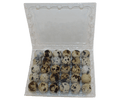Silver Creek Farms - 30-cell Jumbo Quail Egg Cartons (5x6) - Premium Equipment for Hatching and Homesteading