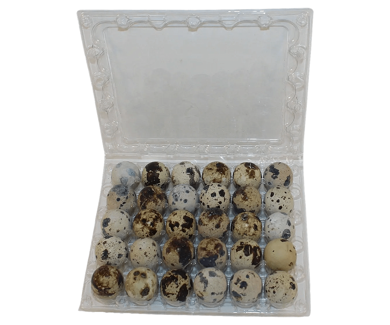Silver Creek Farms - 30-cell Jumbo Quail Egg Cartons (5x6) - Premium Equipment for Hatching and Homesteading