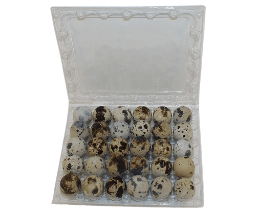 Silver Creek Farms - 30-cell Jumbo Quail Egg Cartons (5x6) - Premium Equipment for Hatching and Homesteading