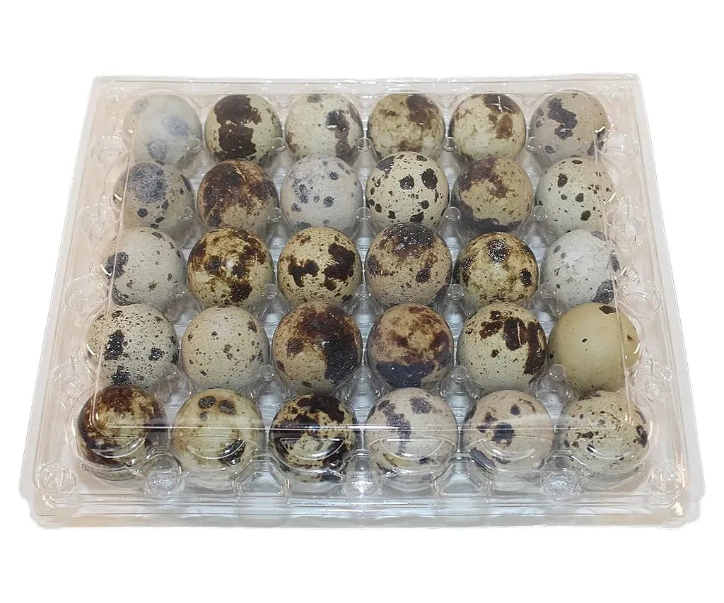 Silver Creek Farms - 30-cell Jumbo Quail Egg Cartons (5x6) - Premium Equipment for Hatching and Homesteading