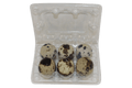 Silver Creek Farms - 6-cell Jumbo Quail Egg Cartons (2x3) - Premium Equipment for Hatching and Homesteading