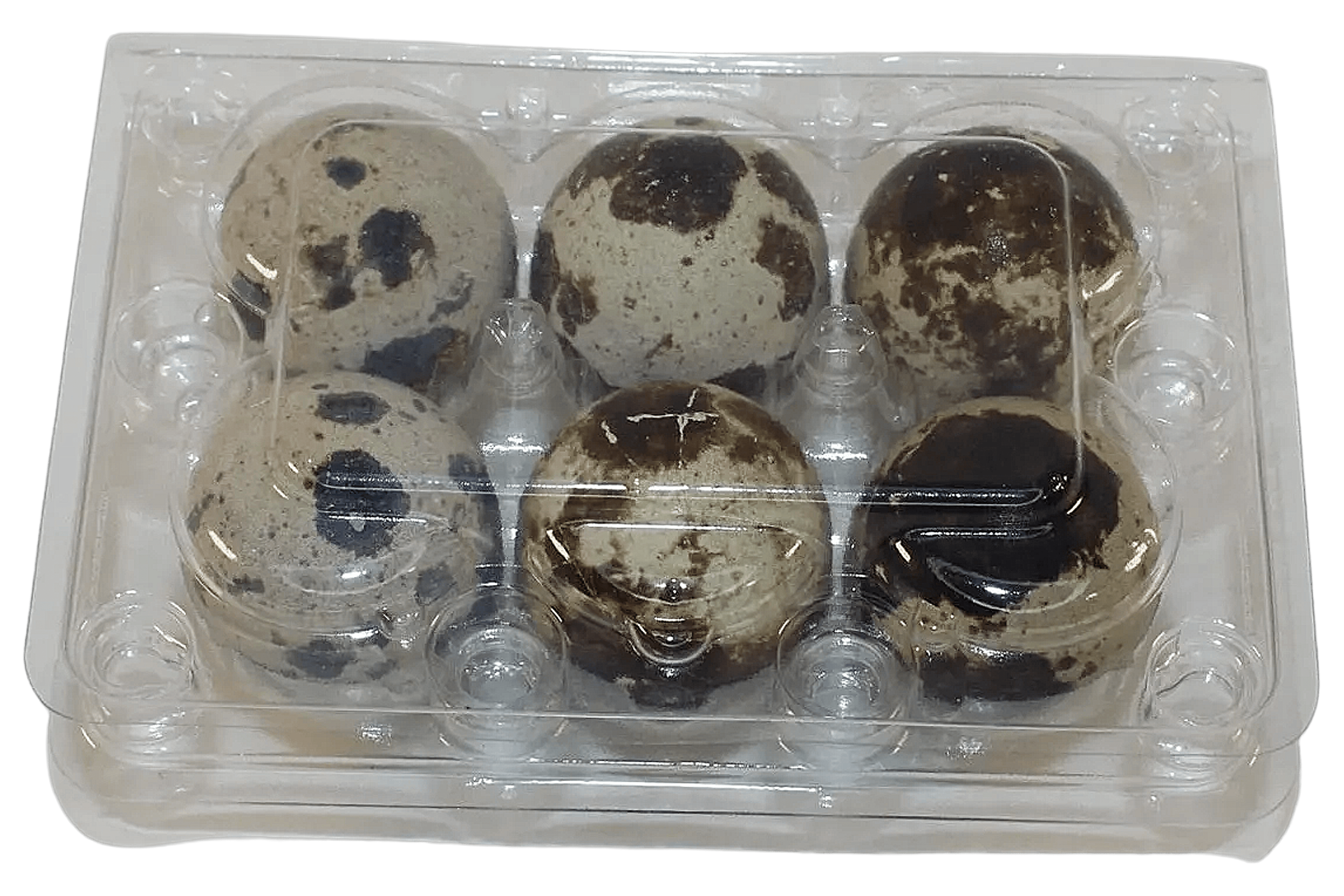 Silver Creek Farms - 6-cell Jumbo Quail Egg Cartons (2x3) - Premium Equipment for Hatching and Homesteading