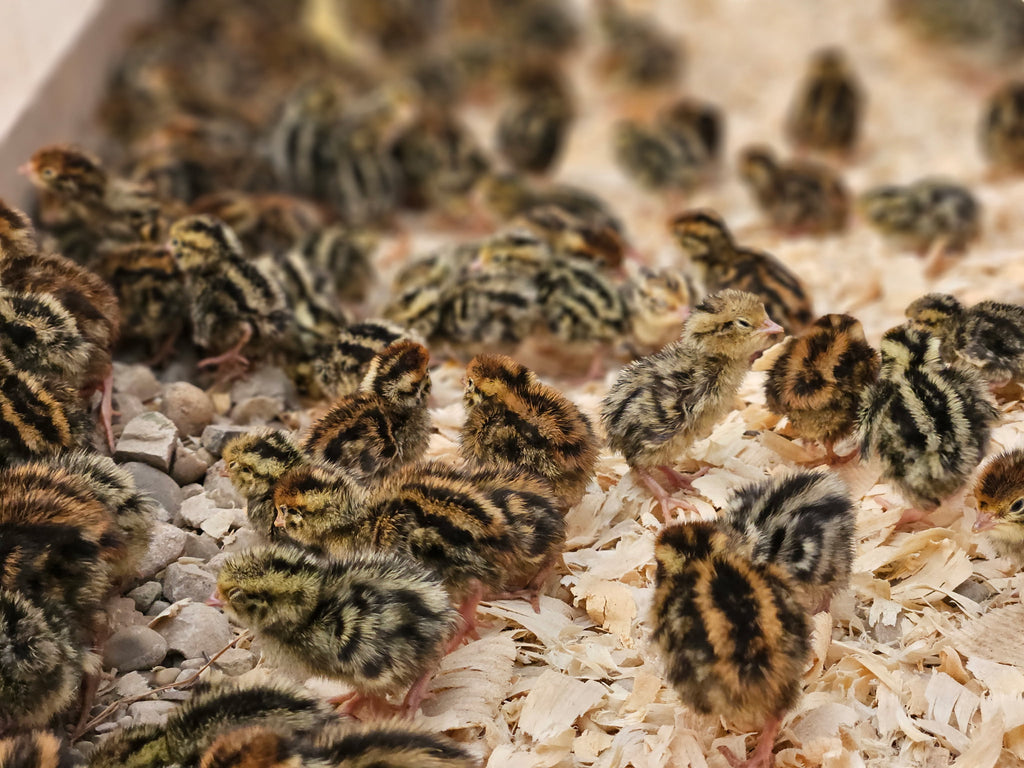 LIVE - Week Old Quail Chicks - Straight Run - Various Colors - LOCAL PICKUP ONLY!