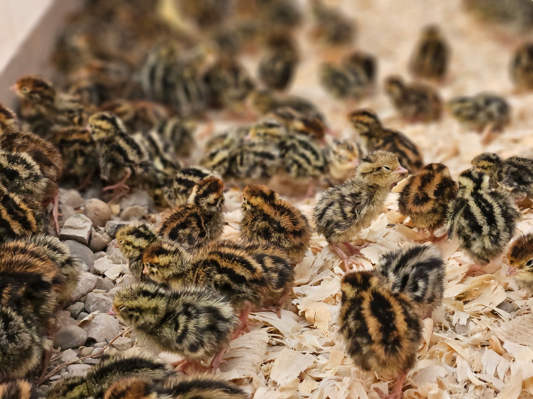 LIVE - Week Old Quail Chicks - Straight Run - Various Colors - LOCAL PICKUP ONLY!