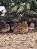 Jumbo Brown (Pharoah) Quail Hatching Eggs
